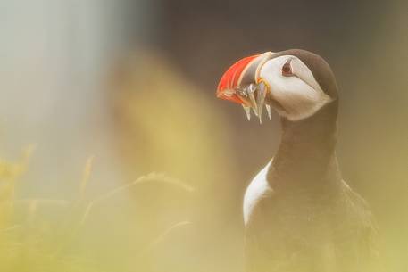 Puffin (Fratercula arctica) with fish on the Vik cliffs