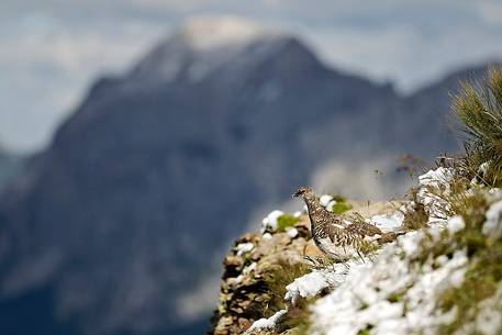 The mimetism of rock ptarmigan, Mount Crostis