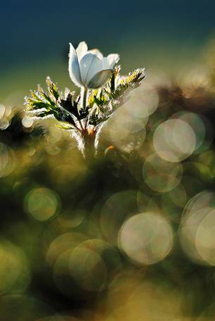 Alpine Pasqueflower (Pulsatilla vernalis)