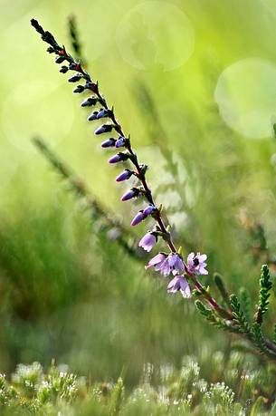 Common heather (Calluna vulgaris), one of the common plants of the peat bog