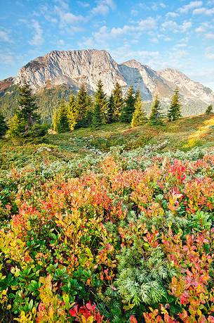 Autumn colours of the vaccinium myrtillus, the Zermula mountain chain in the background