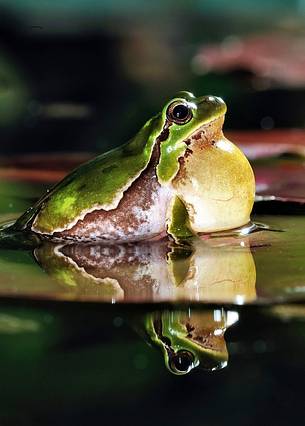 Tree frog in love, Lago dei Tre Comuni