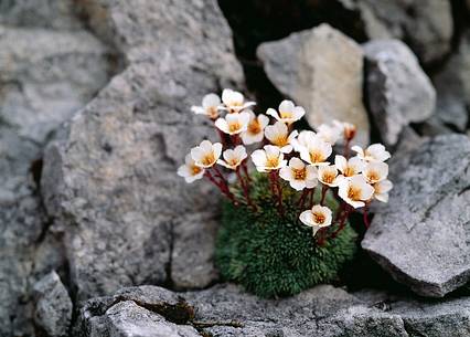 Delicate spring flowers of Saxifraga burserana jewel of the alpine rocks