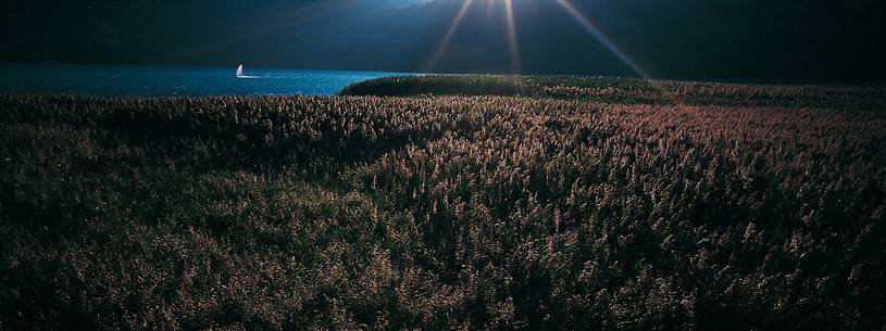 The wind lashes the cane-brake of Tre Comuni Lake