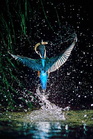 The Kingfisher's (Alcedo atthis) hunting, Lago dei tre comuni