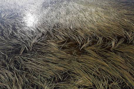 Water vegetation on lake in the Greenland's tundra