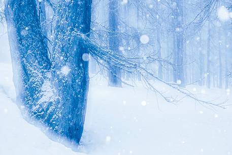 Magic atmosphere on larch trees under an heavy snowfall