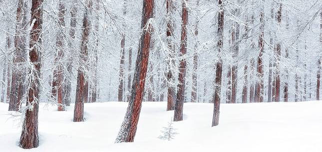 Magic atmosphere on larch trees under an heavy snowfall