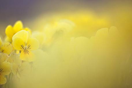 Summer blooming in Sibillini National Park