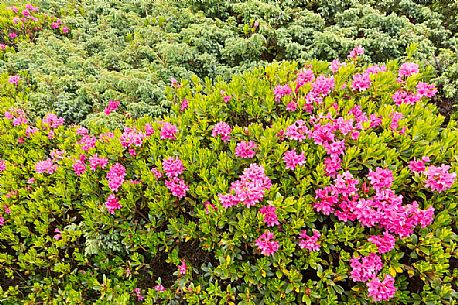 Rhododendrons in the Sesto Dolomites near Malga Nemes, South Tyrol, dolomites, Italy