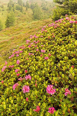 Rhododendrons in the Sesto Dolomites near Malga Nemes, South Tyrol, dolomites, Italy