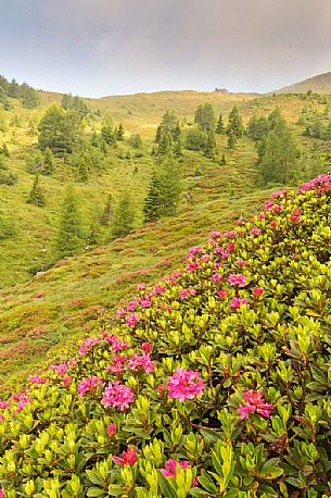 Rhododendrons in the Sesto Dolomites near Malga Nemes, South Tyrol, dolomites, Italy