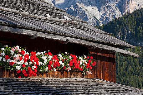 Typical house with flowers in Val Badia, South Tyrol, dolomites, Italy