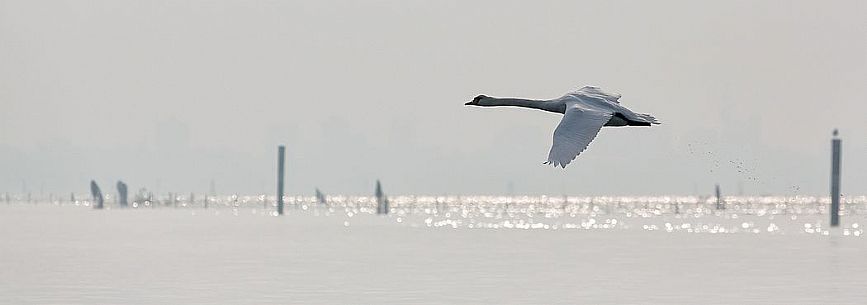 Flying swan on of the Marano's lagoon, Marano Lagunare, Italy