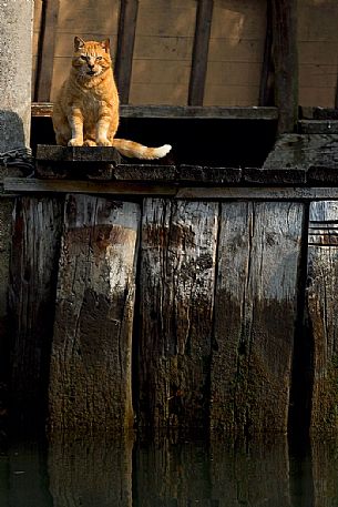 red cat on a wooden shelter, Marano Lagunare, Italy