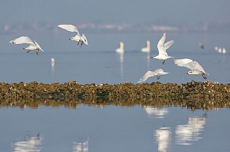 Seagulls on the Marano's lagoon, Marano Lagunare, Italy