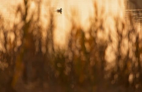 Duck at sunset in the Marano's lagoon, Marano Lagunare, Italy