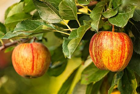 Apples ready to eat on a fruit plantation in the Non Valley, Val di Non, the famous apple Valley, Trentino, Italy