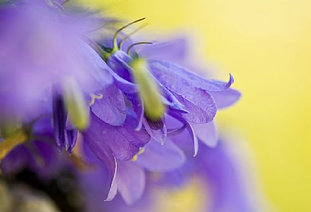 flowering bluebells at monte Fior mount, Asiago, Italy