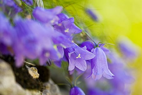 flowering bluebells at monte Fior mount, Asiago, Italy