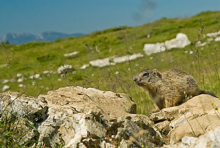 Marmott in the meadows of Campo Manderiolo, Asiago, Italy