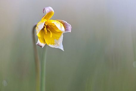 Wild tulip the Pian Grande of Castelluccio di Norcia, Italy