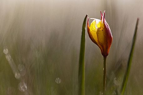 Wild tulip the Pian Grande of Castelluccio di Norcia, Italy