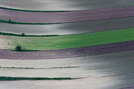 Fields in spring with lentil newly sown, Castelluccio di Norcia, Italy