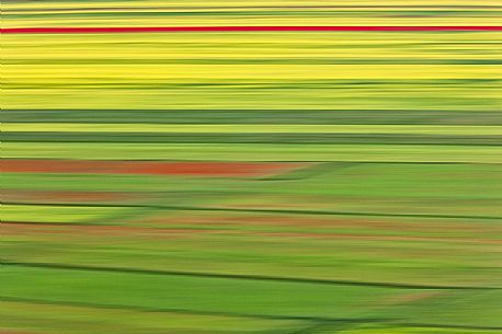 Creative flowering in motion in Pian Grande of Castelluccio di Norcia, Sibillini National Park, Italy