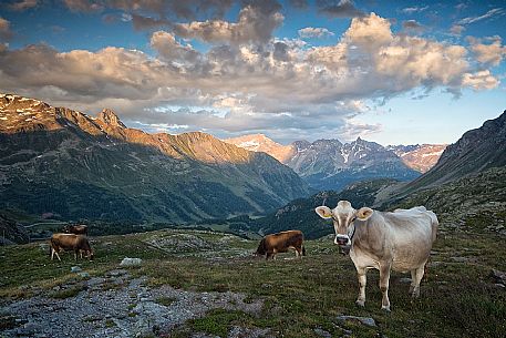 Grazing cows near Bernina Pass, in the background the Italian Alps and Swiss National Park, Pontresina, Engadin, Canton of Grisons, Switzerland
 