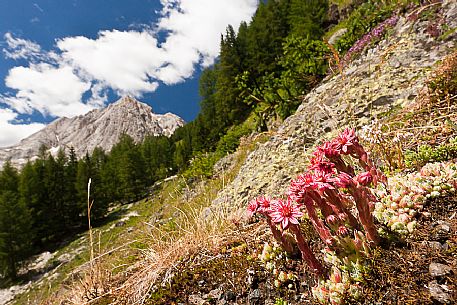 Alpine Houseleek or Sempervivum alpinum along the trail in the Ombretta valley, Ombretta peak in the backfground, Marmolada mountain ragne, Alto Agordino, dolomites, Veneto, Italy, Europe