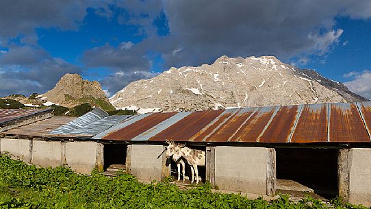 Casera Bordaglia di Sopra hut and in the background the Volaia mount, Forni Avoltri, Carnia, Friuli venezia Giulia, Italy, Europe