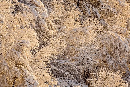 Beautiful light in the snowy Cansiglio forest, Veneto, Italy, Europe