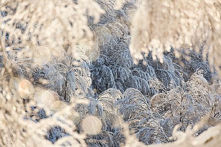 Beautiful light in the snowy Cansiglio forest, Veneto, Italy, Europe