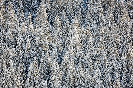 Snow covered pines in the Cansiglio forest, Veneto, Italy, Europe