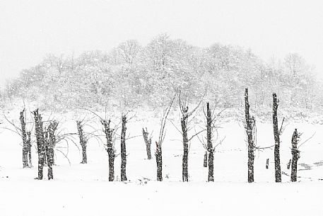 Skeleton trees in the waters of the Campotosto lake create a fairytale scenery during a snowstorm, Gran Sasso national park, Abruzzo, Italy, Europe