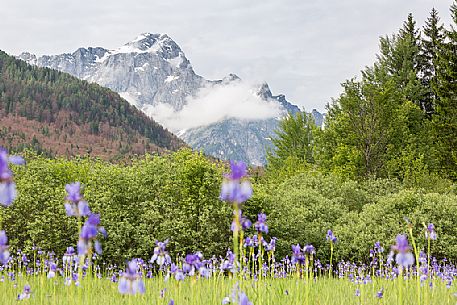 Spring Iris (Iris Sibirica) flowering in the Fusine Piana in the background the Mangart mountain group, Tarvisio, Italy