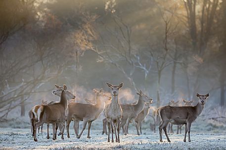 Group of deer in the Mesola woods, Parco Delta del P, Italy