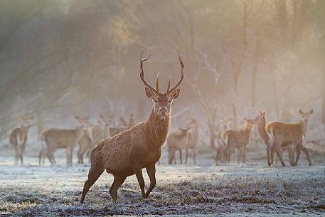 Imposing deer male with females in the Mesola woods, Parco Delta del P, Italy