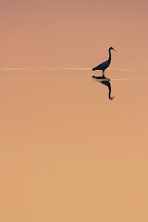 Egret at sunset, Parco Delta del P park, Italy