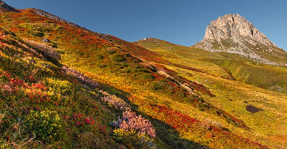 Colorfull alpine meadow on a sunny day framed by a blue sky and the Sass Bece peak, Arabba, dolomites, Veneto, Italy, Europe