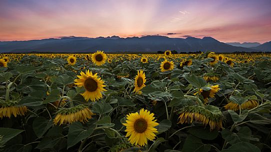 A field of sunflowers with Piancavallo mount in the background at sunset, Friuli Venezia Giulia, Italy, Europe