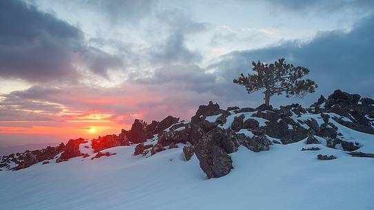 An little pine which grew up in the ancient lava on the western slopes of Etna.