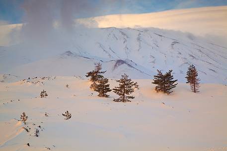 Pines in the snow at dawn