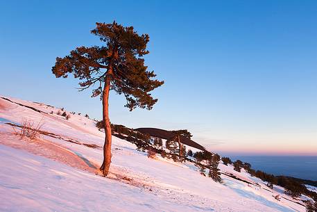 Etna beyond 2000m altitude, one of the pines at high altitude in the west side