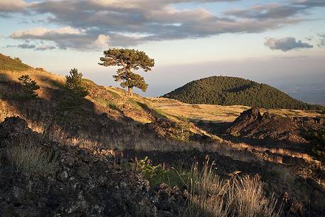 A black pine trees on the slopes of Monte Nero degli Zappini, in the background the crater of Mount Vetore