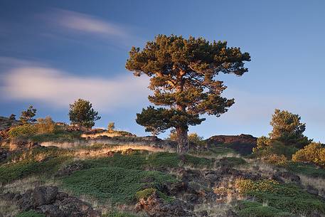 A black pine trees at sunset on the slopes of Monte Nero degli Zappini