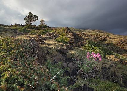 Etna mountain vegetation
