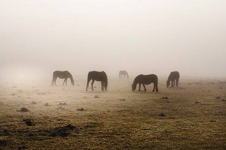 Horses in the fog, Cansiglio plateau, Veneto Italy, Europe.