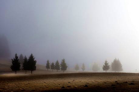 The morning mist envelops the Cansiglio plain in a protective and reassuring embrace, Cansiglio forest, Veneto, Italy, Europe